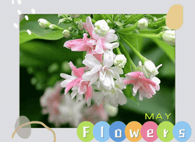 Pink And White Flowers May Flowers GIF