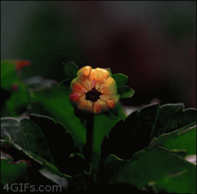 Pink And Yellow Flower Close Up 4Gifs.com GIF