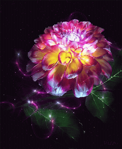Pink and Yellow Flower With Green Leaf