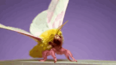 Pink And Yellow Moth GIF
