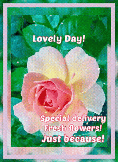Pink And Yellow Rose Saying Lovely Day Special Delivery Fresh Flowers Just Because GIF