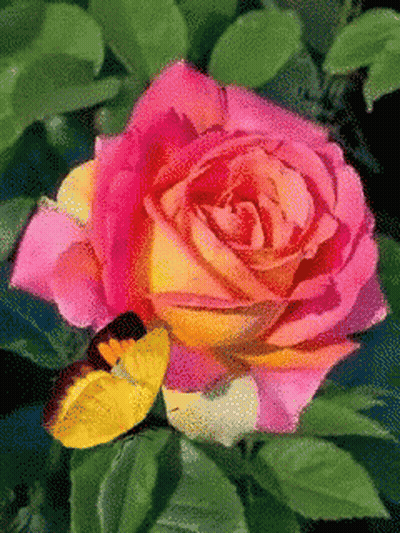 Pink And Yellow Rose With Butterfly GIF