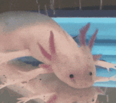 Pink Axolotl Swimming In Water GIF