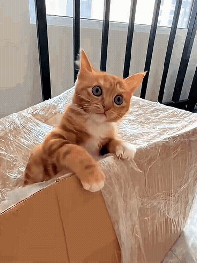 Pink Background Saying So Cute GIF