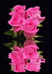 Pink Beautiful Flowers Roses Reflection GIF
