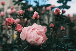 Pink Beautiful Roses Garden