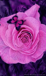 Pink Butterfly In Pink Rose GIF