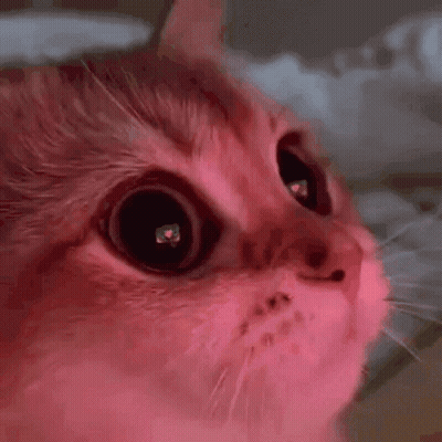Pink Cat Face With Heart Eyes GIF