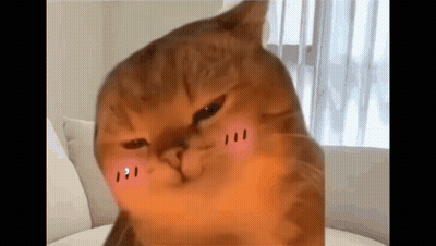 Pink Cheeked Cat On Couch GIF