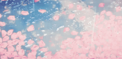 Pink Cherry Blossoms Falling Into Water GIF