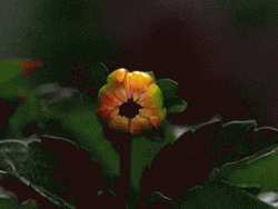 Pink Dahlia Flower Blooming GIF