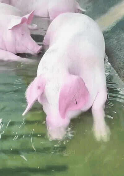 Pink-Eared Pig Swimming In Pool With Heely GIF