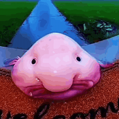 Pez rosa sentado en un felpudo GIF