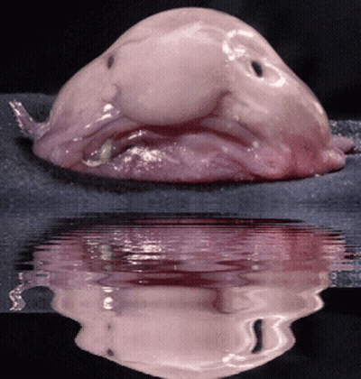 Pink Fish Smiling Reflection In Water GIF