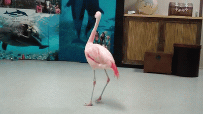 Pink Flamingo In Front Of Dolphin Display GIF