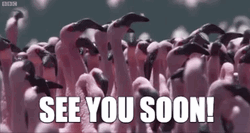 Pink Flamingo See You Soon GIF