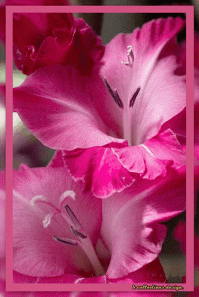 Pink Flower 6 Collections Design GIF
