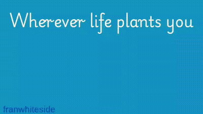Pink Flower Blooming With Grace GIF