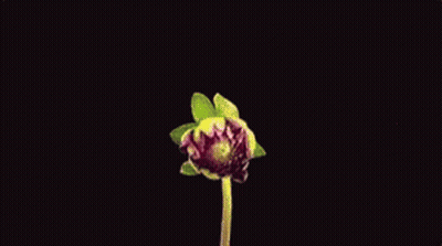 Pink Flower Close Up Against Black Background GIF