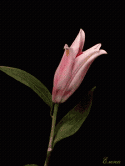 Pink Flower Close Up GIF