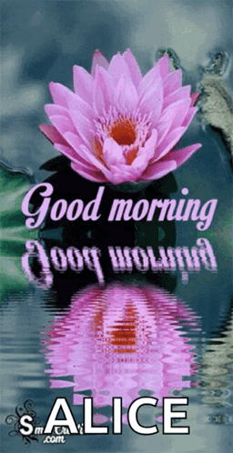 Pink Flower Good Morning Salice GIF