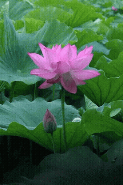 Pink Flower Surrounded By Green Leaves GIF