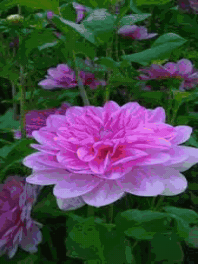 Pink Flower Surrounded By Green Leaves GIF