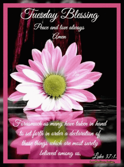 Pink Flower Tuesday Blessing Peace Love GIF