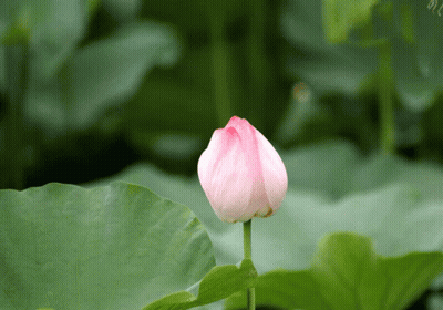 Pink Flower With Green Background GIF
