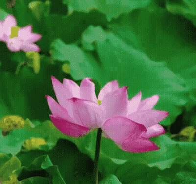 Pink Flower With Green Leaves GIF