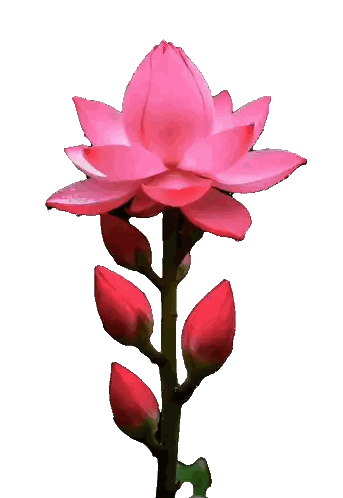 Pink Flower With Water Drops Sticker