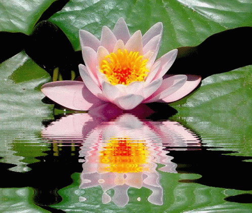 Pink Flower With Yellow Center Floating GIF