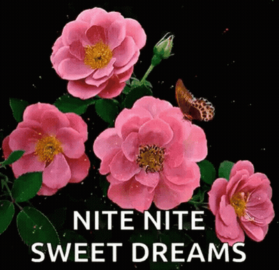 Pink Flowers Butterfly Nite Nite Sweet Dreams GIF