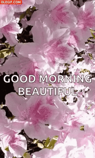 Pink Flowers Good Morning Beautiful GIF