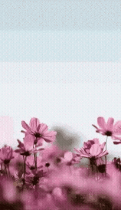 Pink Flowers In Field GIF