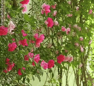 Pink Flowers On Vine Franwhiteside GIF