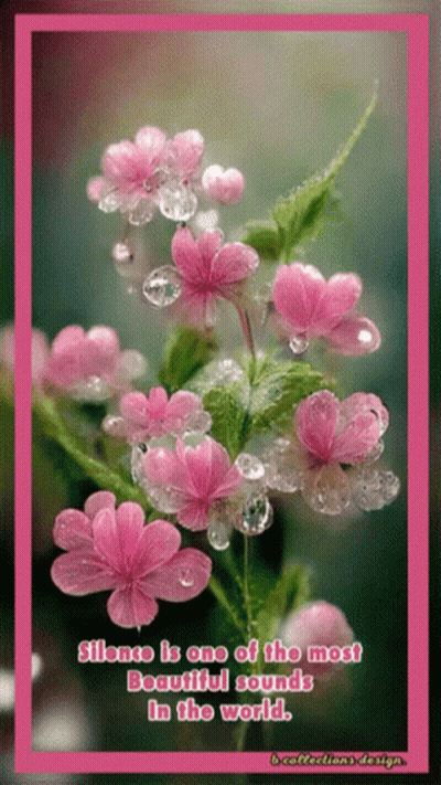Pink Flowers Silence Is One of the Most Beautiful Sounds