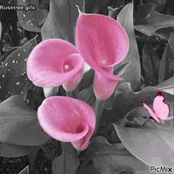 Pink Flowers With Pink Butterfly GIF