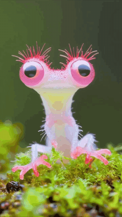 Pink Frog With Big Eyes On Mossy Surface GIF