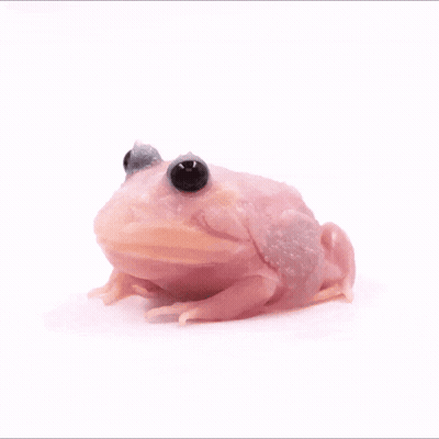 Pink Frog With Black Eyes Sitting GIF