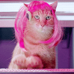 Pink Haired Cat Working On Computer GIF