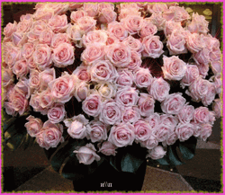 Pink Large Roses Bouquet GIF