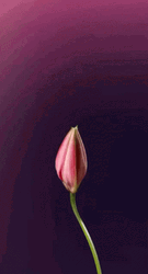 Pink Lily Flower Blooming GIF