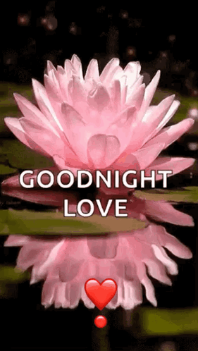 Pink Lotus Flower Goodnight Love GIF