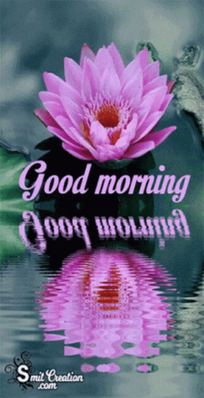 Pink Lotus Flower Reflecting In Water GIF