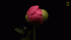Pink Peony Flower Blooming GIF