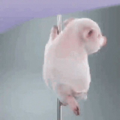 Pink Pig Standing On Pole Looking At Camera GIF