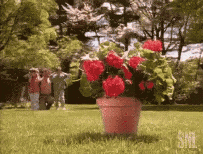 Pink Potted Plant With Red Flowers GIF