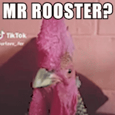 Pink Rooster In Front Of Pink Wall Saying Mr Rooster GIF