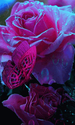Pink Rose And Butterfly